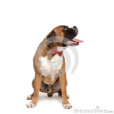 Sweet elegant puppy looking at a side and panting Stock Photo