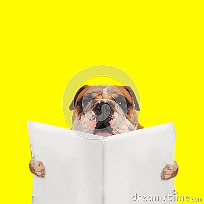 Sweet english bulldog dog reading the newspaper Stock Photo