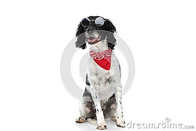 Sweet english springer spaniel puppy with retro sunglasses panting Stock Photo