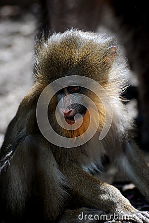 Really Sweet Face of a Baby Mandrill Monkey Stock Photo