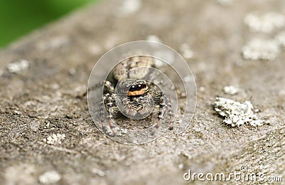 A cute Fence-Post Jumping Spider Marpissa muscosa on a wooden fence hunting for insects. Stock Photo