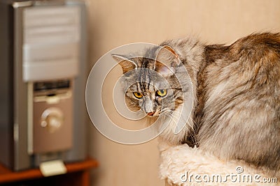 Sweet fluffy cat Stock Photo