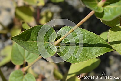 Sweet four oclock Stock Photo