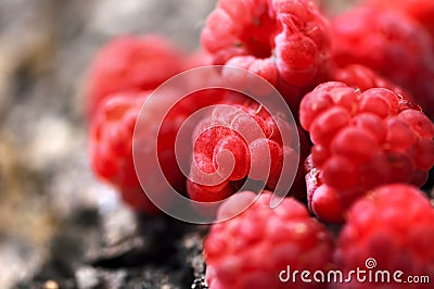 Sweet, fresh, organic raspberry fruit closeup Stock Photo