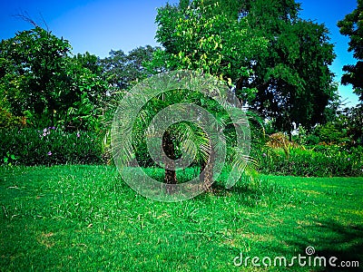 Sweet Garden Landscape With Phoenix Roebelenii Or Pygmy Date Palm Plants Stock Photo