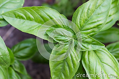 Sweet, Genovese basil Stock Photo