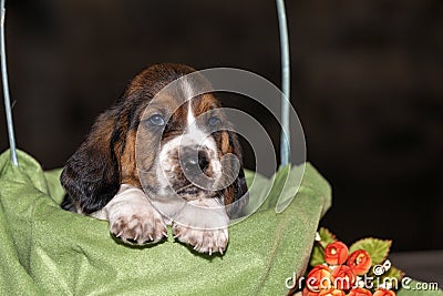 The sweet and gentle puppy Basset hound Stock Photo