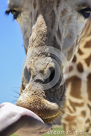 Sweet giraffe nose close up Stock Photo