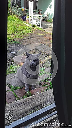 Sweet gray girl kitty cat Stock Photo