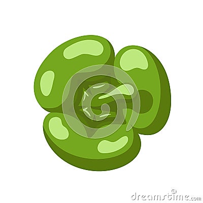 Sweet green bell pepper Vector Illustration