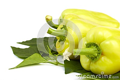 Sweet green papper Stock Photo