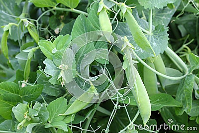 Sweet Green Peas Stock Photo