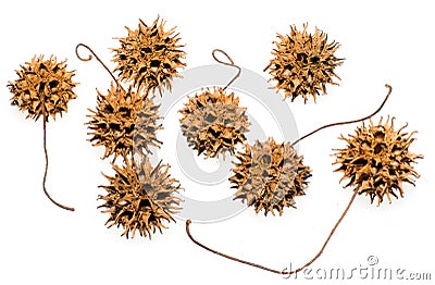 Sweet Gum Seed Pods Stock Photo