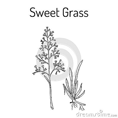 Sweet or holy grass Hierochloe odorata Vector Illustration
