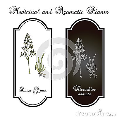 Sweet or holy grass Hierochloe odorata , aromatic and medicinal plant Vector Illustration