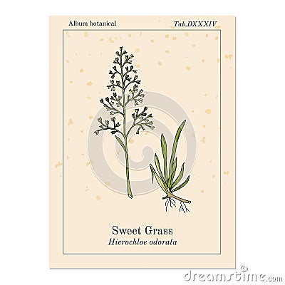 Sweet or holy grass Hierochloe odorata , aromatic and medicinal plant Vector Illustration