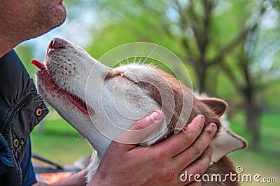 Sweet husky dog licks a face to a man. Cute red Siberian husky loves and caresses to his owner. Portrait, side view close up. Stock Photo