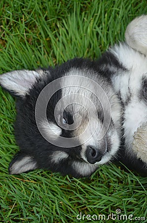 Sweet Husky Puppy Laying on His Back in Grass Stock Photo