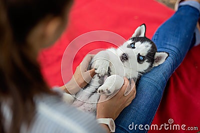 A sweet husky puppy is lying on the laps of a woman. Love and care for pets. Stock Photo