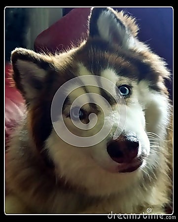 Sweet husky puppy Stock Photo