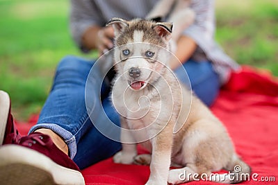 A sweet husky puppy is sitting next to a woman on the lawn. Love and care for pets. Stock Photo