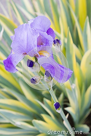 Sweet Iris Stock Photo