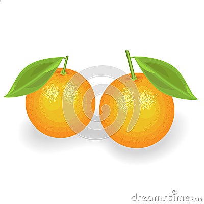 Sweet juicy oranges. Two ripe fruits. Treat for the most refined taste. The source of vitamins and trace elements. Vector Cartoon Illustration
