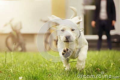 Sweet labrador puppy in meadow in motion showing dog paws Stock Photo