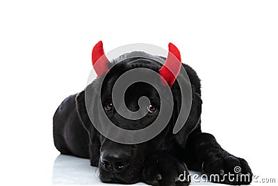 Sweet labrador retriever dog resting head on his paws Stock Photo