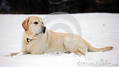 Sweet labrador retriever playing in snow, beautiful best dog Stock Photo