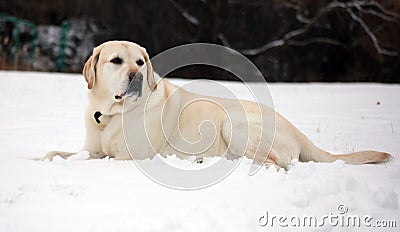 Sweet labrador retriever playing in snow, beautiful best dog Stock Photo