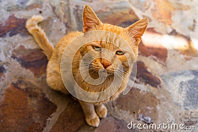 Sweet lazy ginger kitten - orange kitten close up Stock Photo