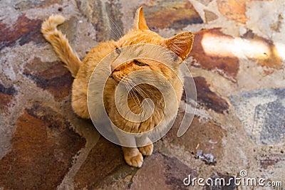 Sweet lazy ginger kitten - orange kitten close up Stock Photo