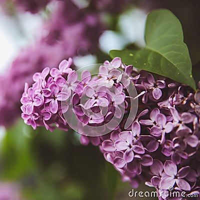 Sweet Lilac on the green background. Sweet Lilac. Lilac flowers Stock Photo