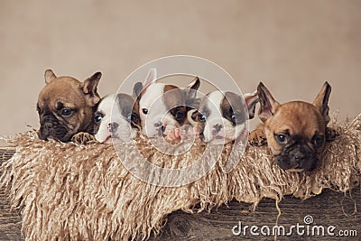 sweet line of five french bulldog puppies posing Stock Photo