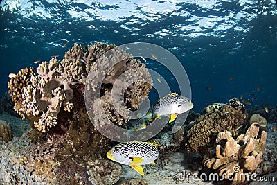 Sweet lips fishes on coral reef with blue background Stock Photo