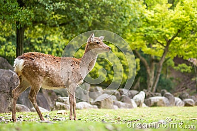 Sweet Little Deer Kid Fawn Looking to the Side with Sunshine in the forest with green background Stock Photo