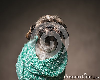 sweet little shih tzu puppy relaxing with eyes closed Stock Photo