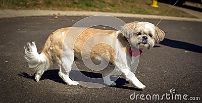 Sweet little shih tzu walking on pavement Stock Photo