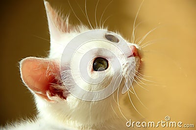 Sweet little white kitten Stock Photo