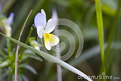 Sweet and loney flied pansy flower. Yellow-white flower, wild pansy Stock Photo