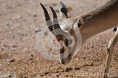Sweet Looking Springbok Gazelle Roaming Outdoors Stock Photo