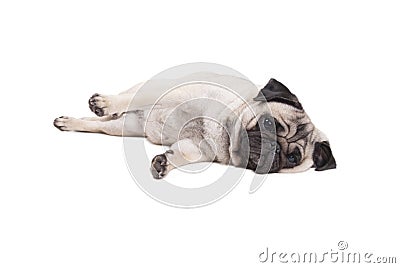 Sweet lovely cute pug puppy dog lying down on floor, isolated on white background Stock Photo