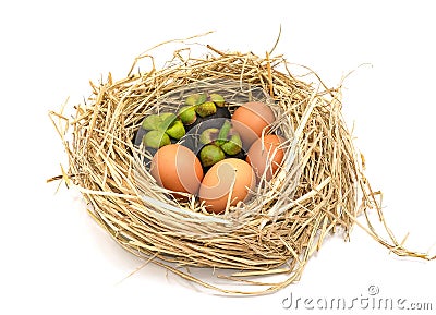 sweet mangosteen fruit and eggs orange oval shape food on nest. chicken egg in straw isolated on white background. High protien Stock Photo