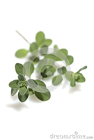 Sweet marjoram isolated Stock Photo