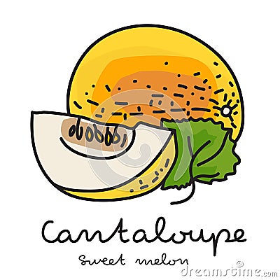 Sweet melon or Cantaloupe on white background Vector Illustration