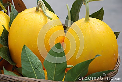 Sweet melons Stock Photo