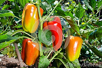 Sweet orange bell peppers Stock Photo