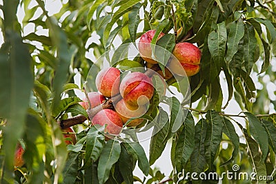 Sweet organic nectarines on tree in big garden Stock Photo