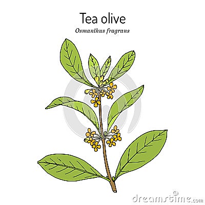 Sweet osmanthus, or tea olive Osmanthus fragrans , medicinal plant Vector Illustration